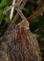 Mucuna mollissima, pods covered with irritant hairs, especially along the oblique protruding ridges, Arfak Mts, 1000 m asl, West Papua