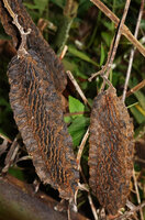 Mucuna mollissima, pods with characteristic oblique protruding ridges, Arfak Mts, 1000 m asl, West Papua