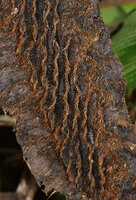 Mucuna mollissima, pods with characteristic zigzaging oblique protruding ridges covered with irritant hairs, Arfak Mts, 1000 m asl, West Papua