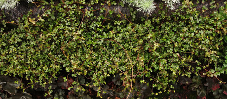 Muehlenbeckia complexa &#039;Sweet Broken Heart&#039; on Vertical Garden, propagated by Olivier Ezavin,  SPG Amandolier, Geneva