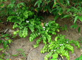 Munronia pinnata among rock, Hon Lao, Nha Trang, Vietnam, photo Olivier Colin