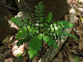 Munronia pinnata, flowering individual, Nui Chua NP, Vietnam