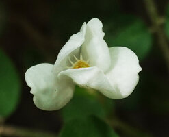 Munronia pinnata, staminal tube edged by white filiform lobes and central anthers, Nui Chua NP, Vietnam