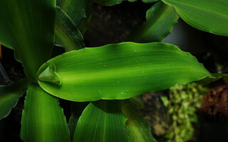 Murdannia cf. edulis, leaf color and design quite similar to the plant of unknown origin sold in nurseries under the fancy name Bright Star, Kaeng Krachan NP, Thailand
