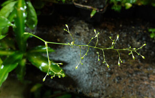 Murdannia cf. edulis, much branched lax inflorescence with tiny flowers and capsules, Kaeng Krachan NP, Thailand
