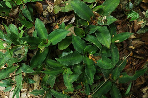 Murdannia cf. edulis, Kaeng Krachan NP, Thailand