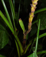 Musa beccarii, erect maturing fruit, Deramakot FR, Sabah, Borneo