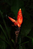 Musa beccarii, inflorescence, red bracts with yellow tip, Deramakot FR, Sabah, Borneo