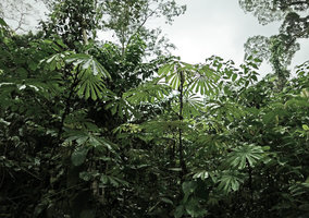 Musanga cecropioides, young individual of the plain green leaf under surface form, Kribi, Cameroun