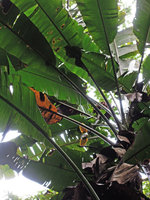 Musa peekelii, infructescence and terrminal yellow bracts, Madang, Papua New Guinea