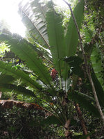 Musa peekelii, infructescence, Madang, Papua New Guinea