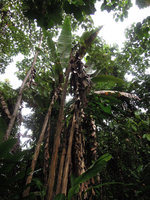Musa peekelii in old forest gap habitat, Madang, Papua New Guinea