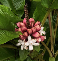 Musa velutina, open flower like mature fruit of this invasive species, day 1 after opening, the outer white pulp fully exposed and covering the seeds, Pilchi Cocha laguna, Orellana, Ecuador