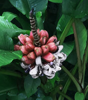 Musa velutina, open flower like mature fruit of this invasive species, day 2 after opening, the outer white pulp eaten at night by animals, probably bats, exposing the black seeds, Pilchi Cocha laguna, Orellana, Ecuador