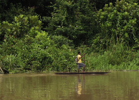 Mussaenda aestuarii climbing on trees along the river, Karawari, Sepik, Papua New Guinea