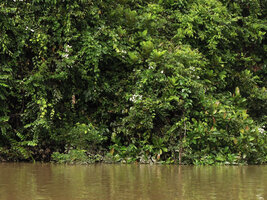Mussaenda aestuarii climbing on trees at forest edge along the river, Karawari, Sepik, Papua New Guinea