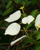 Mussaenda aestuarii, enlarged white sepal lobe and tubular corolla with yellow recurved lobes, Karawari, Sepik, Papua New Guinea