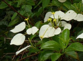 Mussaenda aestuarii, enlarged white sepal lobe and tubular yellow corolla, Karawari, Sepik, Papua New Guinea