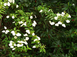 Mussaenda aestuarii flowering at the distal parts of the branches, Karawari, Sepik, Papua New Guinea