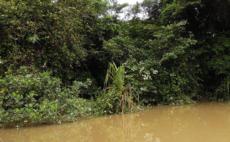Mussaenda aestuarii flowering on trees along the river, Karawari, Sepik, Papua New Guinea
