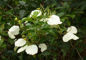 Mussaenda aestuarii, inflorescences, Karawari, Sepik, Papua New Guinea