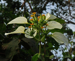 Mussaenda cf. sanderiana
