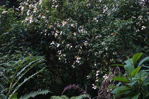 Mussaenda microdonta, flowering tree in mountain forest, way to Bondwa Peak, 1700 m asl, Uluguru Mts, Tanzania