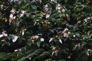 Mussaenda microdonta, inflorescences with bright white enlarged sepal lobe as calicophyll and yellow corolla, way to Bondwa Peak, 1700 m asl, Uluguru Mts, Tanzania
