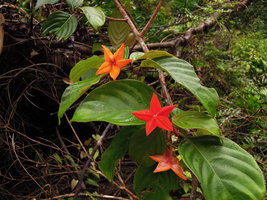 Mussaenda mutabiis, flowers close-up, lake Kenyir, Malaysia