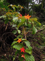 Mussaenda mutabiis, lake Kenyir, Malaysia