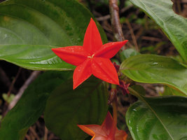 Mussaenda mutabiis, one flower, lake Kenyir, Malaysia
