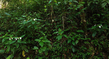 Mussaenda wallichii, a shrubby species at forest edge, white cuspidate calycophylls, Khao Lampi, Hat Thai Mueang NP, Phang Nga,Thailand