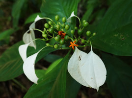 Mussaenda wallichii, white cuspidate calycophylls, orange corolla and glabrous ovary, Khao Lampi, Hat Thai Mueang NP, Phang Nga,Thailand