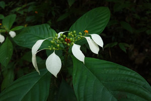 Mussaenda wallichii, white cuspidate calycophylls, orange corolla and leaves, Khao Lampi, Hat Thai Mueang NP, Phang Nga,Thailand