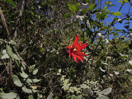 Mutisia lanata, Manu NP, 3500 m, Peru