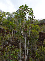 Myodocarpus simplicifolius, adult few branched individuals with entire leaves, Col d&#039;Amieu, New Caledonia