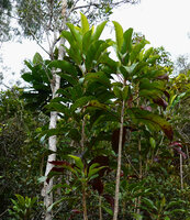 Myodocarpus simplicifolius, subadult individual with entire toothed leaves, Col d&#039;Amieu, New Caledonia