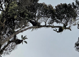Myrmecodia brassii, Arfak Mts, 2000 m asl, West Papua