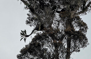 Myrmecodia brassii as a high epiphyte, Arfak Mts, 2000 m asl, West Papua