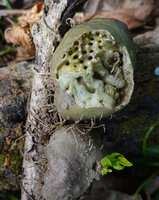 Myrmecodia platyrea, cavities inside the tuber, Nino Konis Santana NP, Timor-Leste