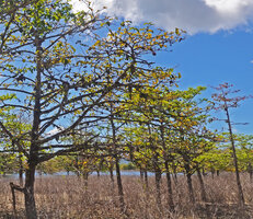 Myrmecodia platyrea, dense population with dark tubers covering the branches of Neolamarckia cadamba along the lake Ira Lalaro, Nino Konis Santana NP, Timor-Leste