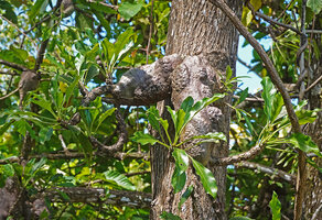 Myrmecodia platyrea, huge tubers with warty outgrowths, Nino Konis Santana NP, Timor-Leste