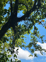 Myrmecodia platyrea, long freely hanging leafy stems, Nino Konis Santana NP, Timor-Leste