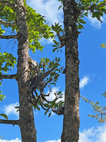 Myrmecodia platyrea population on two trunks, Nino Konis Santana NP, Timor-Leste