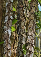 Myrmecodia platyrea, prominent oval clypeoli edged with hairs, Nino Konis Santana NP, Timor-Leste