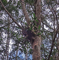 Myrmecodia platytyrea, Varirata NP, Papua New Guinea