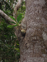 Myrmecodia platytyrea, tuber cryptic on Gymnostoma papuanum bark, Varirata NP, Papua New Guinea