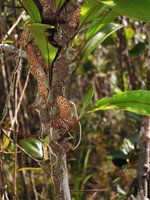 Myrmecophila sinuosa (syn. Polypodium, Lecanopteris), interlaced rhizomes inhabited by ants, Bako NP, Sarawak, Borneo