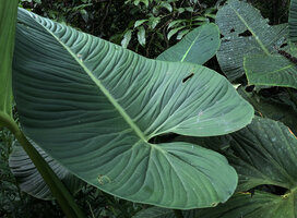 Nabalu (syn. Schismatoglottis) corneri, leaf venation pattern, Poring, 400 m asl, Kinabalu NP, Sabah, Borneo