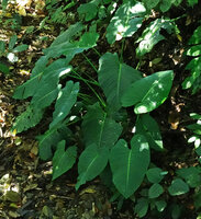 Nabalu (syn. Schismatoglottis) corneri, young individual in forest understory, Poring, 400 m asl, Kinabalu NP, Sabah, Borneo